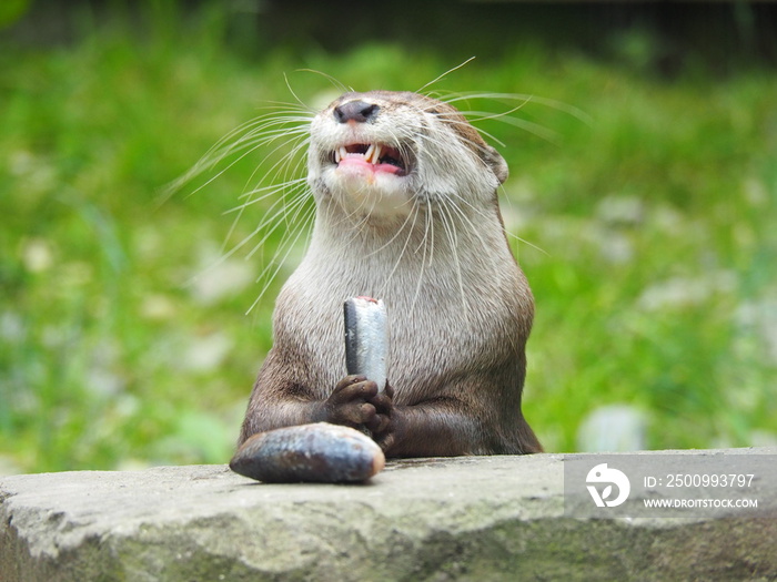 Asian Short Clawed Otter chewing fish that is held in its paws with green background