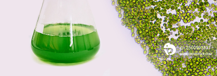 Algal research, energy and healthcare treatment biotechnology, photobioreactor in medical science laboratory, algae fuel biofuel industry, coronavirus covid-19 vaccine, sustainable eco living