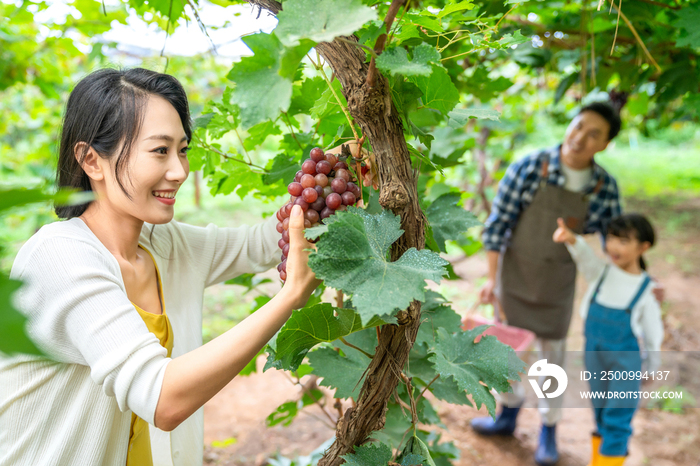 年轻家庭在果园采摘葡萄