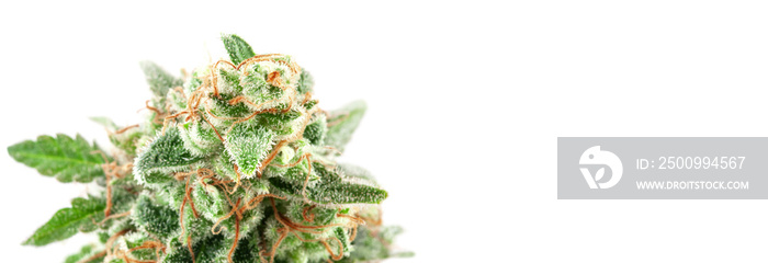 Medical marijuana flower with trichomes and orange hairs and leaves