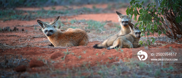 Bat-eared fox, Otocyon megalotis, puppies lying on red ground next to den. Fox with big ears. Panoramic, low angle photo. Wild animals photography, african safari at Tsavo West national park, Kenya.