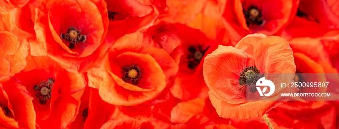 poppy flower - common poppy - Papaver rhoeas