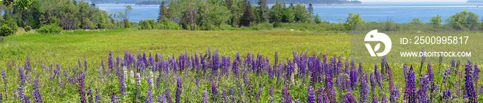 Purple lupines along a rail fence on Mount Desert Island, Acadia National Park,Maine