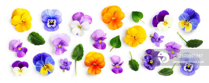 Spring viola pansy flowers collection isolated on white background.