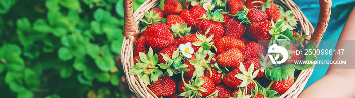 The child collects strawberries in the garden. Selective focus.