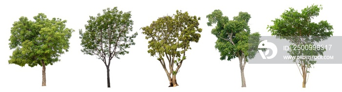 The collection of trees on white background.