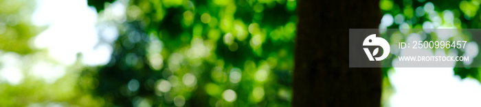 Panorama view green leaf in sunny blurred background