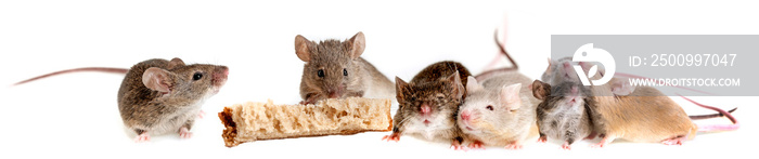 a mouse eating bread isolated on a white background