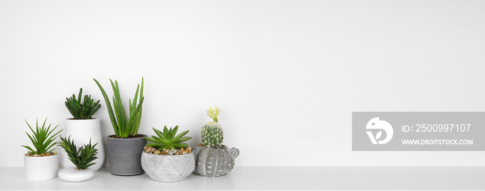 Group of indoor succulent and cactus plants on a shelf. White shelf against a white wall.
