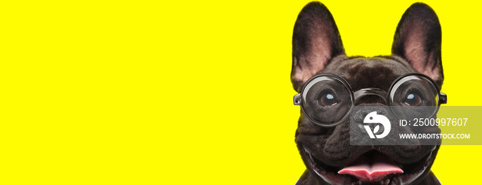 happy french bulldog puppy wearing glasses and sticking out tongue