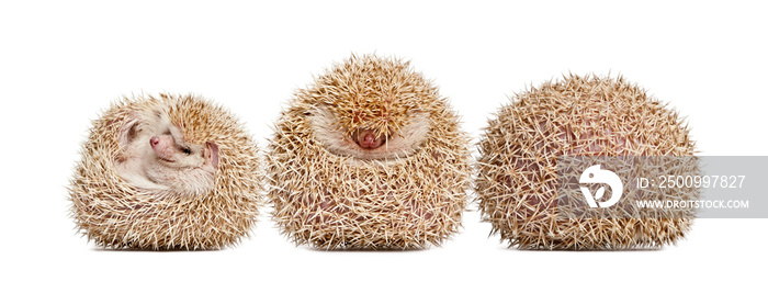 Four-toed Hedgehog, Atelerix albiventris, balled up in front of white background