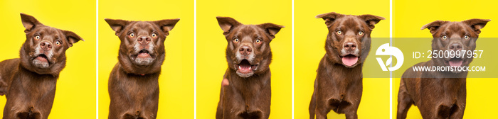 studio shot of a cute dog on an isolated background