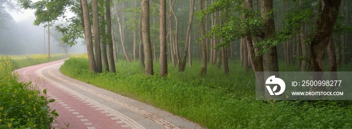 Modern winding pedestrian walkway and bicycle road through the green summer forest. Mighty trees, wildflowers, plants. Nature, ecology, recreation, nordic walking, cycling, hiking, ecotourism