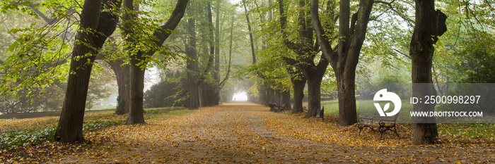 Allee, Rombergpark, Dortmund, Nordrhein-Westfalen, Deutschland, Europa