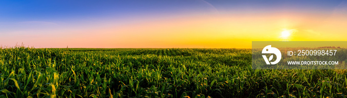 Rows of young corn in an agricultural field at sunset or sunrise. Panorama.