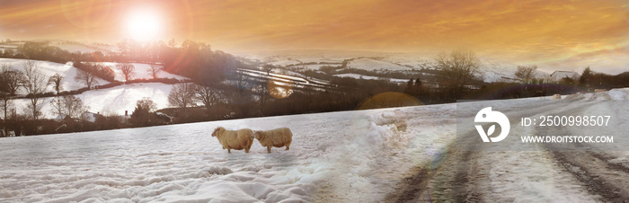 Exmoor sheep in winter