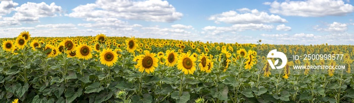 Field of sunflowers on a sunny day with bright blue sky