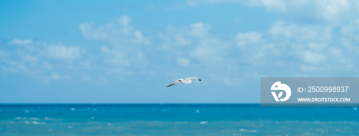 seagulls flying over the sea