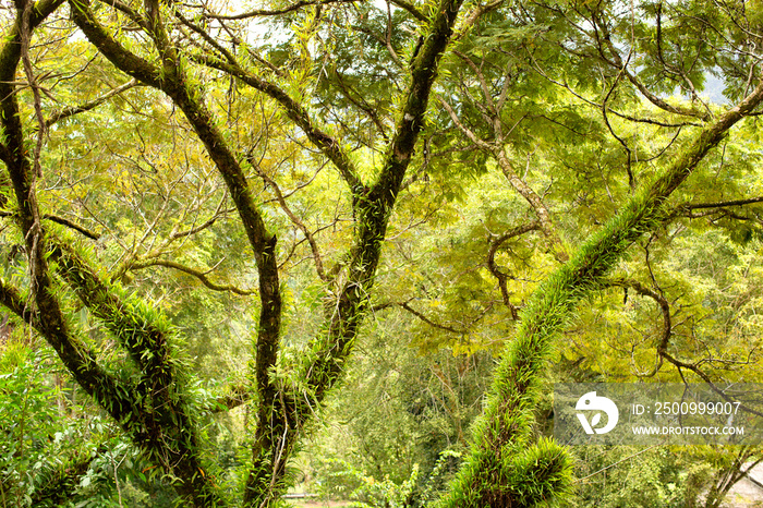 View of lush green tropical rainforest Sarawak