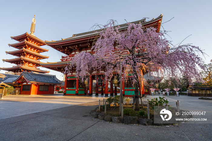 Spring cherry blossoms at Sensoji Temple, Tokyo, Japan