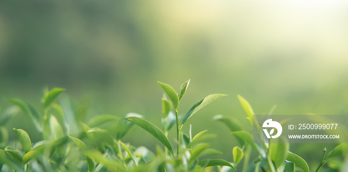 Morning green tea leaves taken under sunlight in tea garden, blurred background.