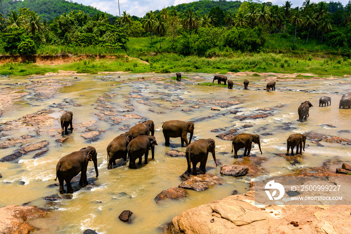 Asian elephant in wilderness, Sri Lanka