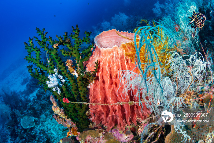 Huge sponges and tropical fish on a coral reef in the Philippines