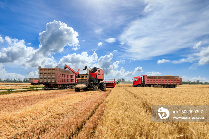 Combine harvester dumps harvested wheat into truck. Farm scene. farming harvest season.