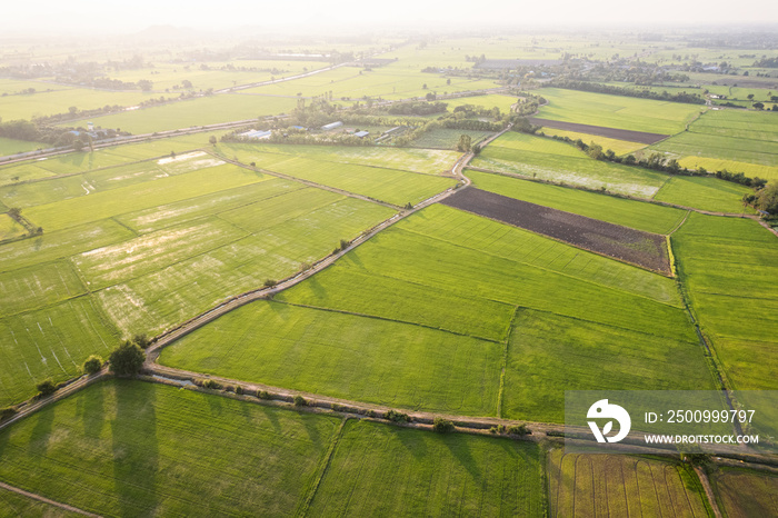 Aerial view of Green rice paddy field, farming cultivation in agricultural land at countryside