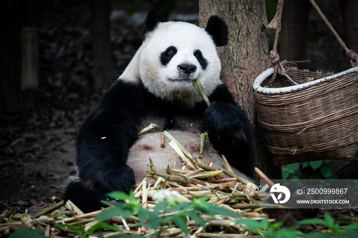 The portrait of the Giant panda. Big fat lazy Giant panda eats bamboo in the forest. Endangered wildlife.