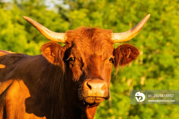 portrait of salers cow in pasture