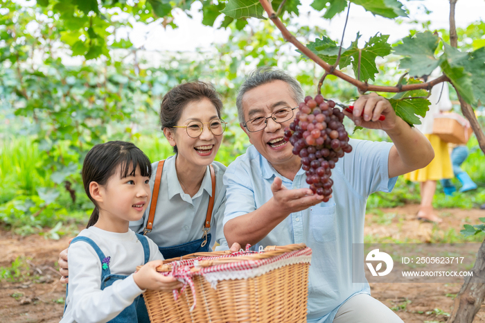 祖孙在果园采摘葡萄