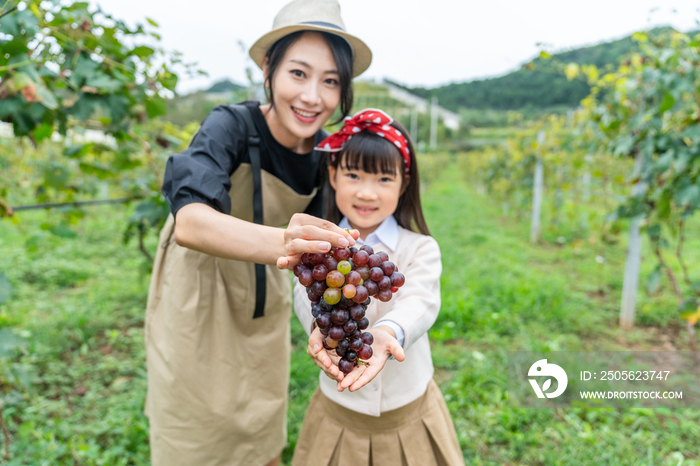 快乐母女在果园采摘葡萄