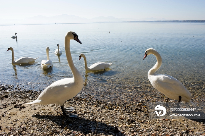 德国慕尼黑周边基姆湖(Chiemsee)