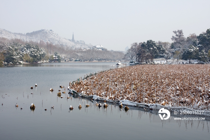 杭州西湖曲院风荷雪景