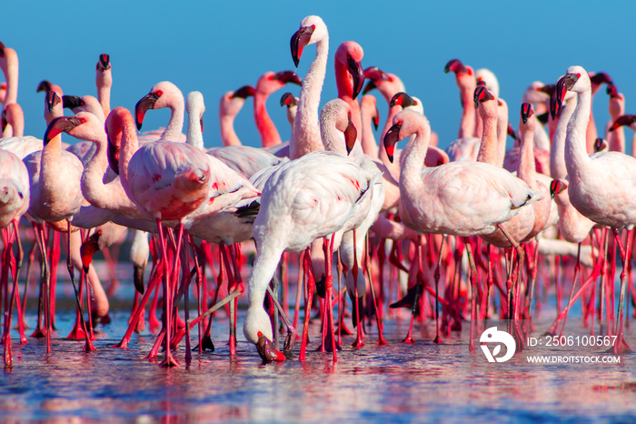 african pink flamingos walking on the blue salt lake of Namibia