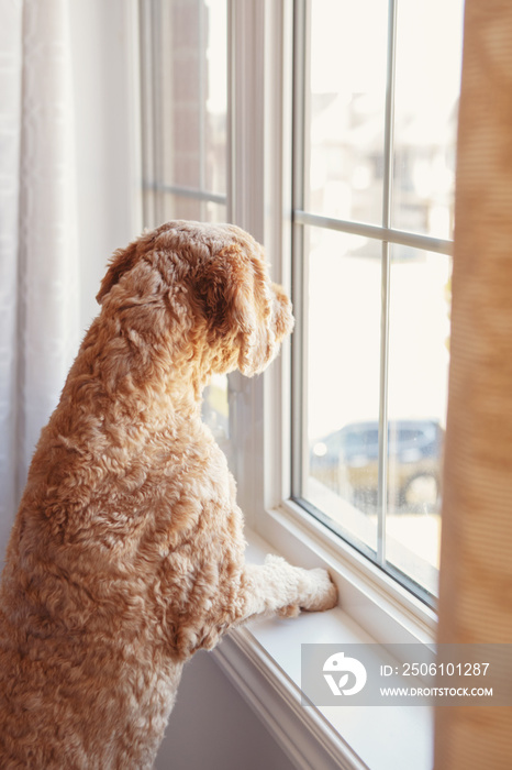可爱的红毛宠物狗看着窗户。家养动物贵宾犬金色猎犬wa