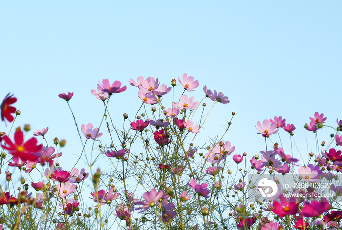 コスモスの花