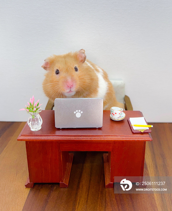 可爱的叙利亚仓鼠在笔记本电脑上工作