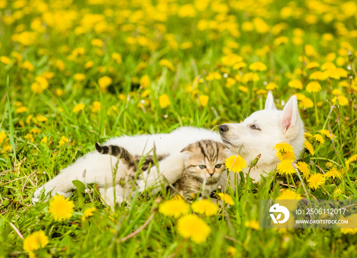 Puppy playing with a kitten on the lawn of dandelions