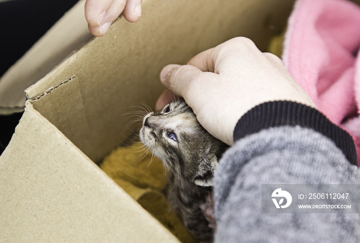 Abandoned cat puppies