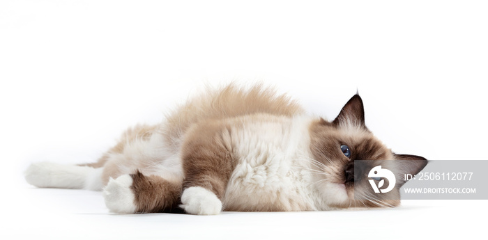 Ragdoll cat, small kitten portrait on white background