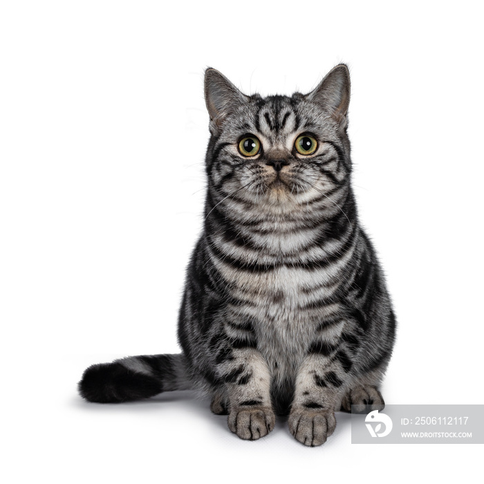 Cute dark tabby British Shorthair cat kitten, sitting facing front looking straight ahead above came