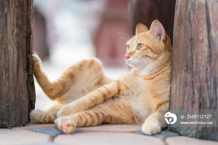 姜黄色虎斑猫坐在地板上寻找东西的特写。