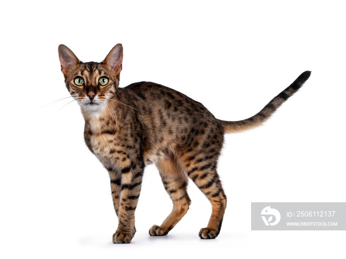 Cute F6 Savannah cat standing / walking side ways. Looking at camera with green eyes and tail fierce