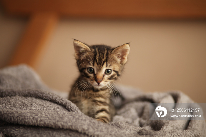 Cute little kitten on bed. Caring for pets, pet from the shelter for animals.