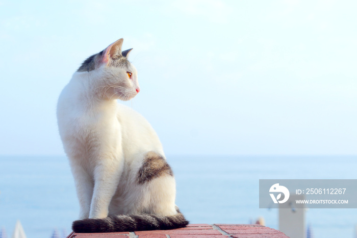 Cat sitting, looking back on a background of the foggy sea.