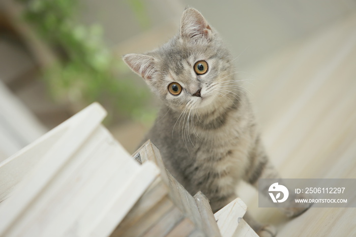 子猫（ブリティッシュショートヘア）