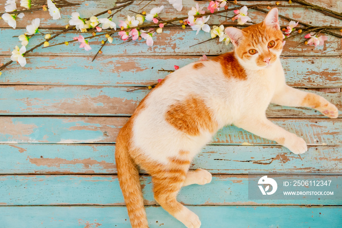 Cat with cherry blossom flowers on vintage wooden background. vintage color tone - concept flower of