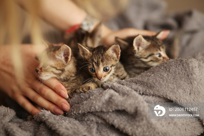 Brood of little cute kittens on blanket. Care in animal shelter.